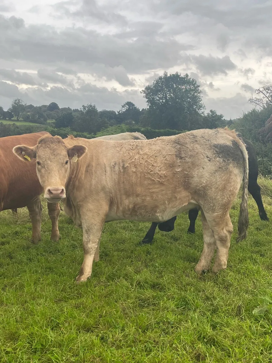 ⭐️Incalf Heifers for Kenmare Friday 12th Sept.⭐️ - Image 2