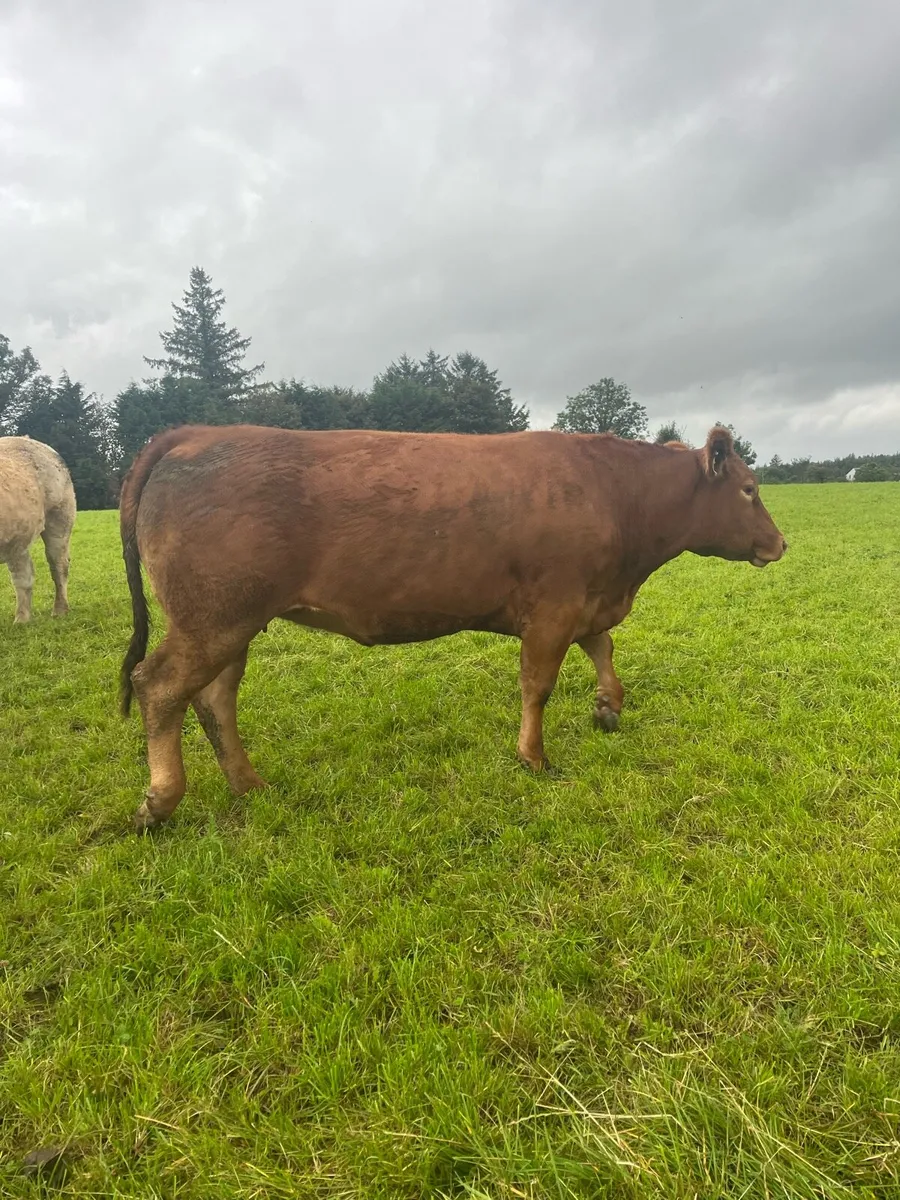 ⭐️Incalf Heifers for Kenmare Friday 12th Sept.⭐️ - Image 3