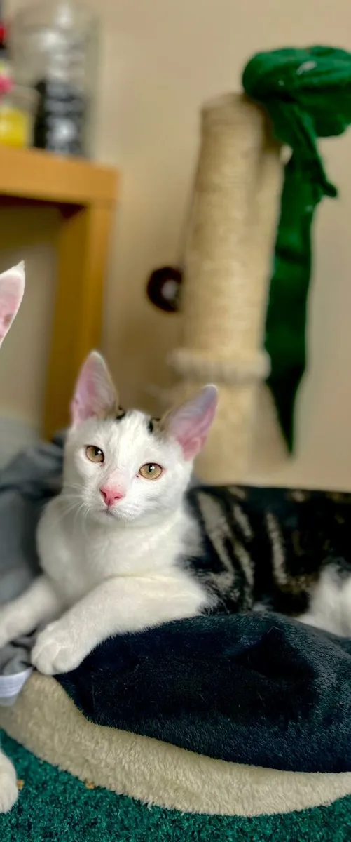 4,5 months  old kittens - Image 1