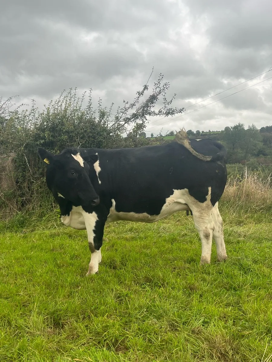 ⭐️Incalf Heifers for Kenmare Friday 12th Sept.⭐️ - Image 4