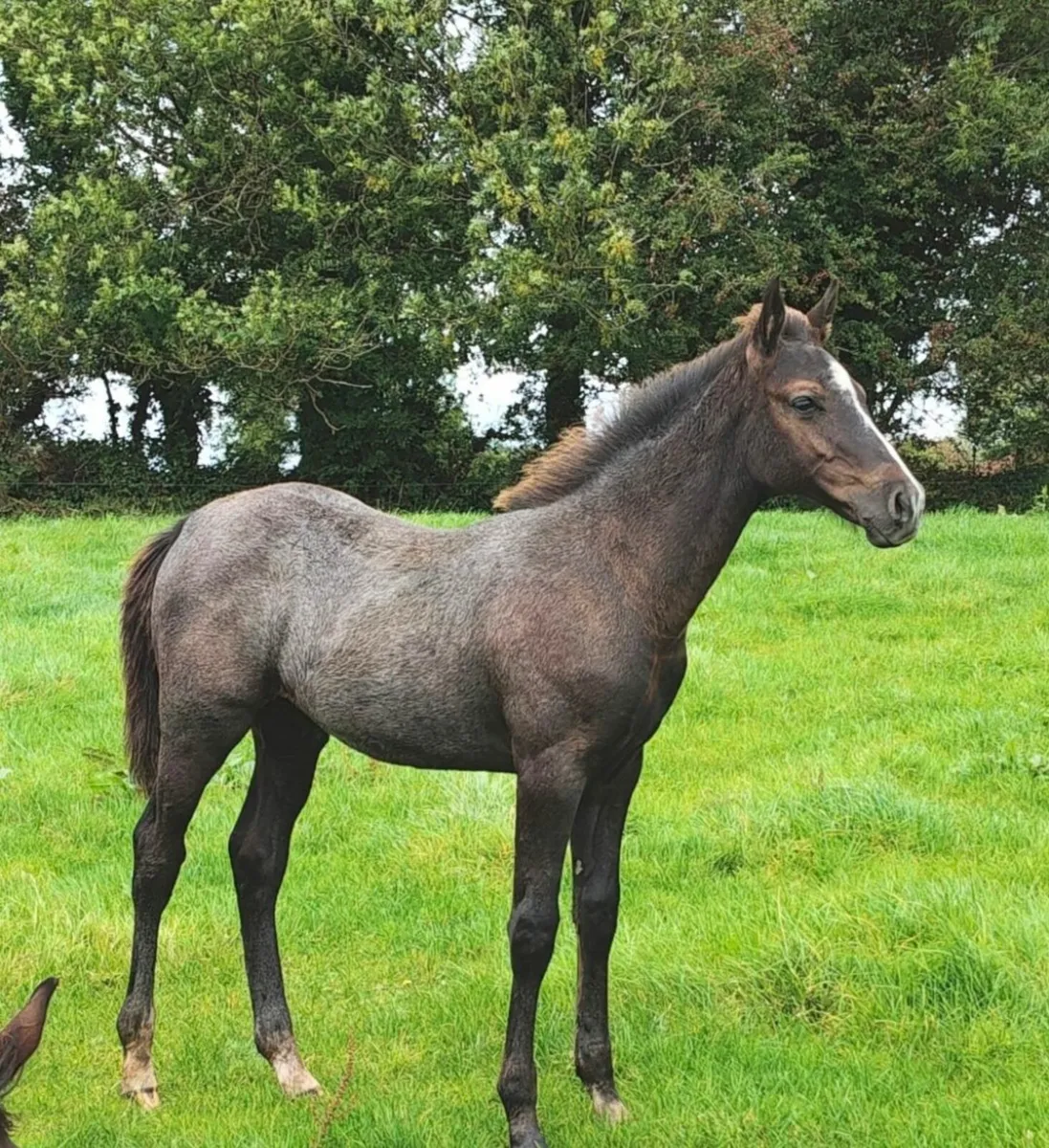 KMS Denver x VDL Douglas colt foal - Image 4