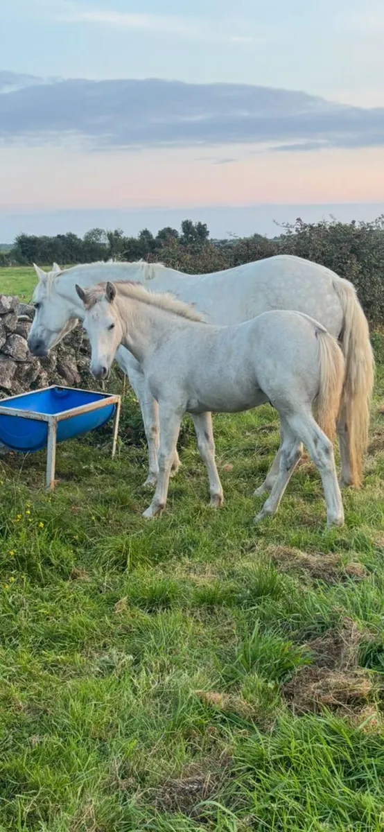 Connemara colt foal - Image 2