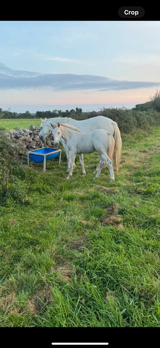 Connemara colt foal - Image 3