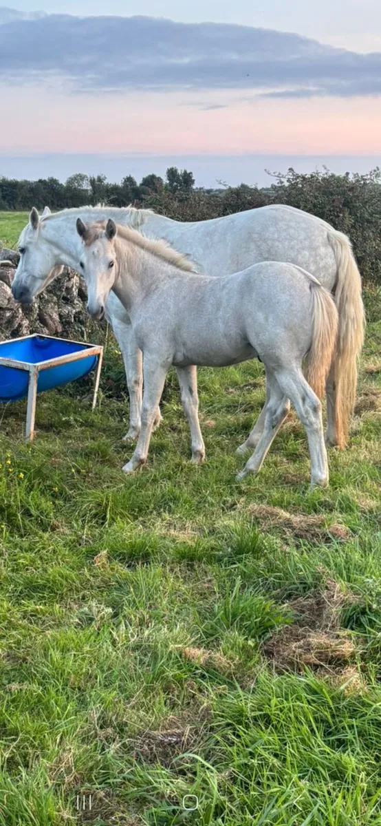 Connemara colt foal - Image 4