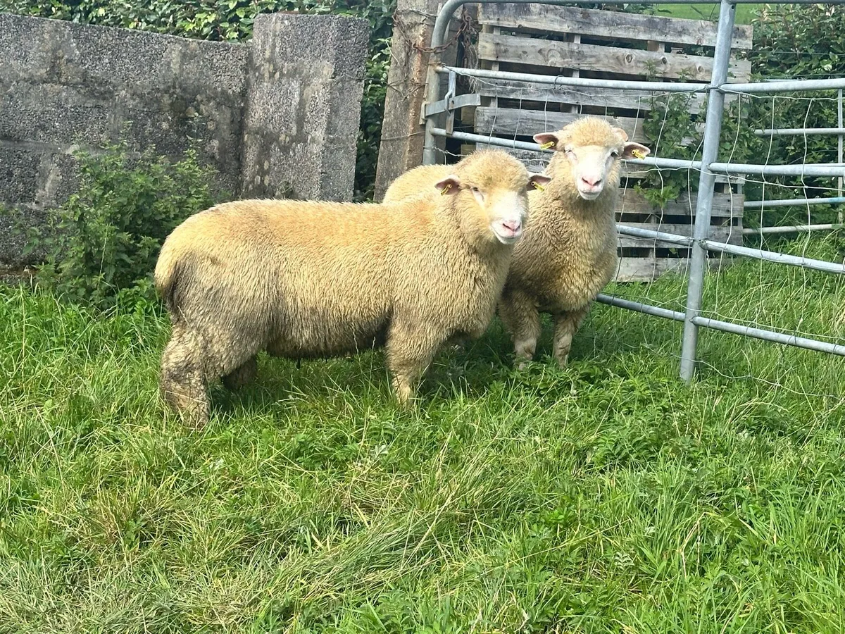 Ram lambs