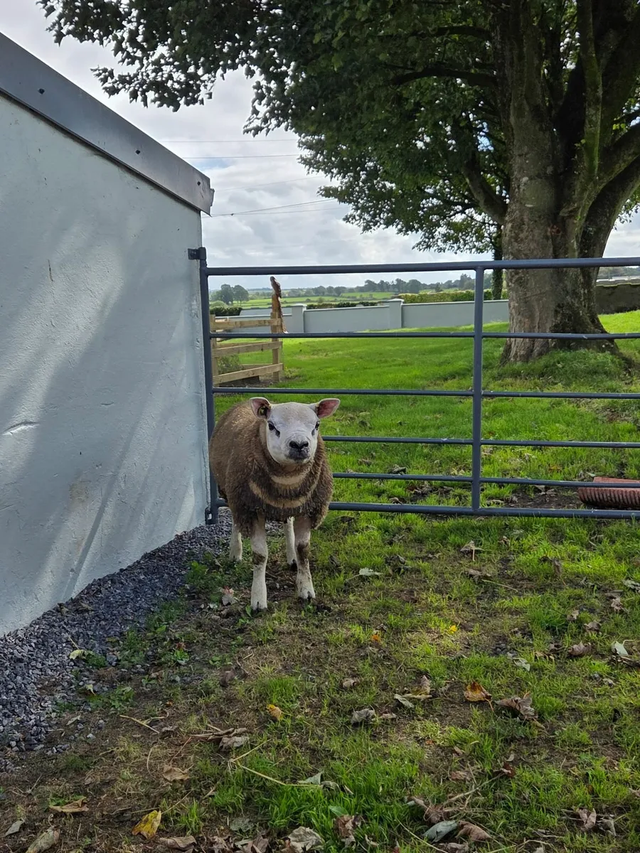 Texel Rams - Image 3