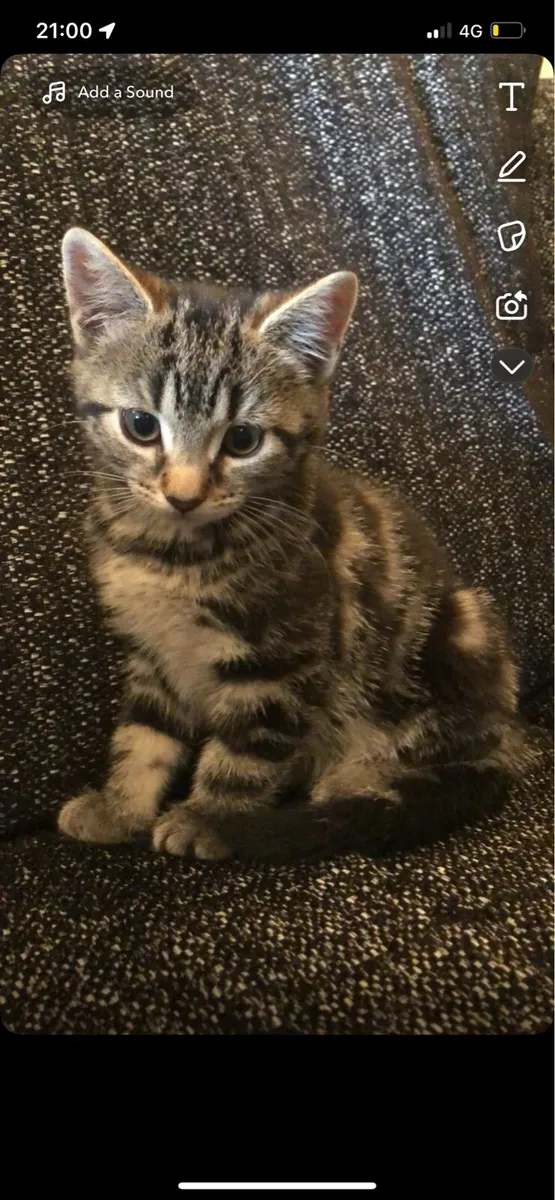 Tabby kittens - Image 1