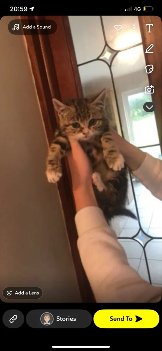 Tabby kittens - Image 2