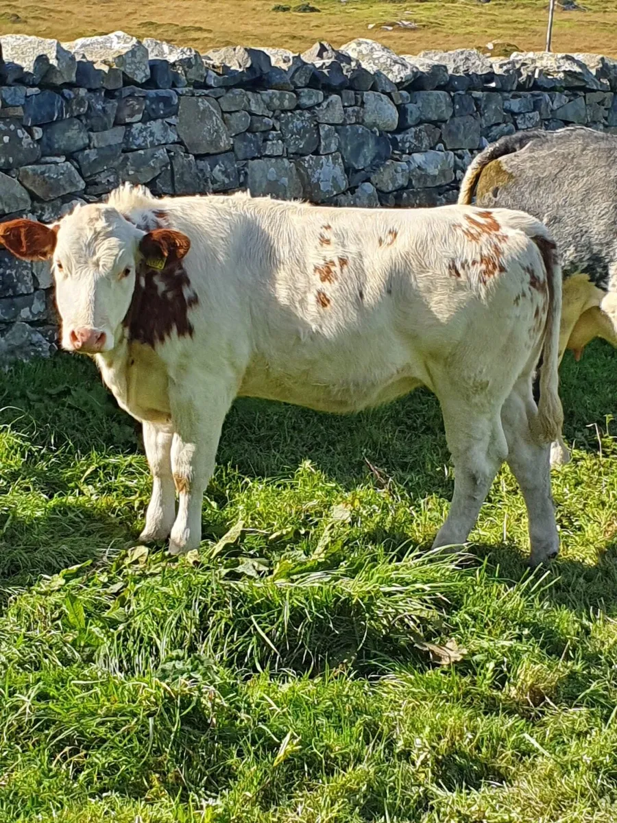 AI Heifers for Maam Cross Tomorrow - Image 4