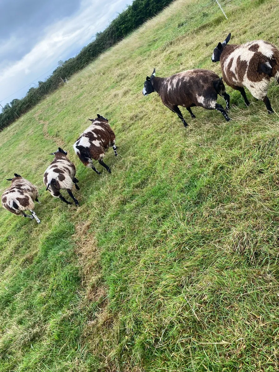 Dutch spotted ewe lambs - Image 2
