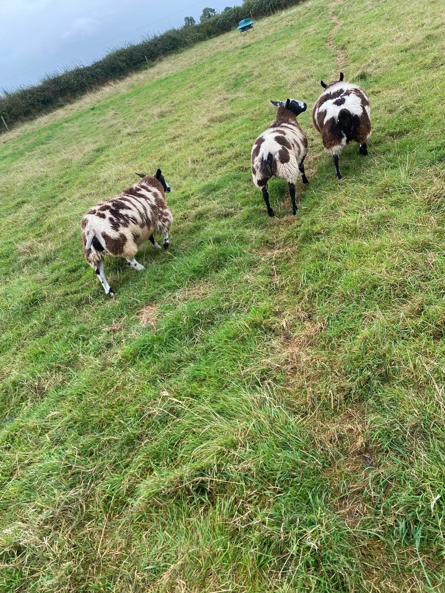 Dutch spotted ewe lambs - Image 3