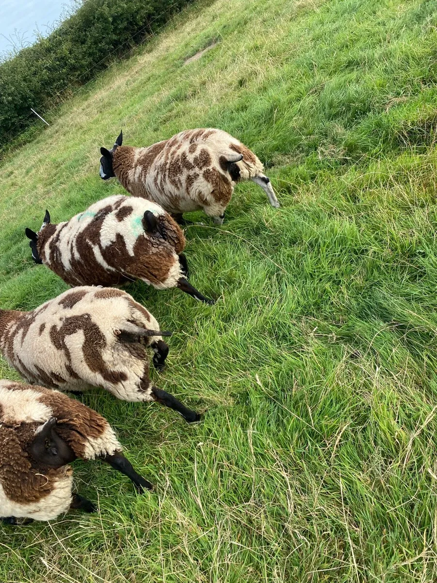 Dutch spotted ewe lambs - Image 4