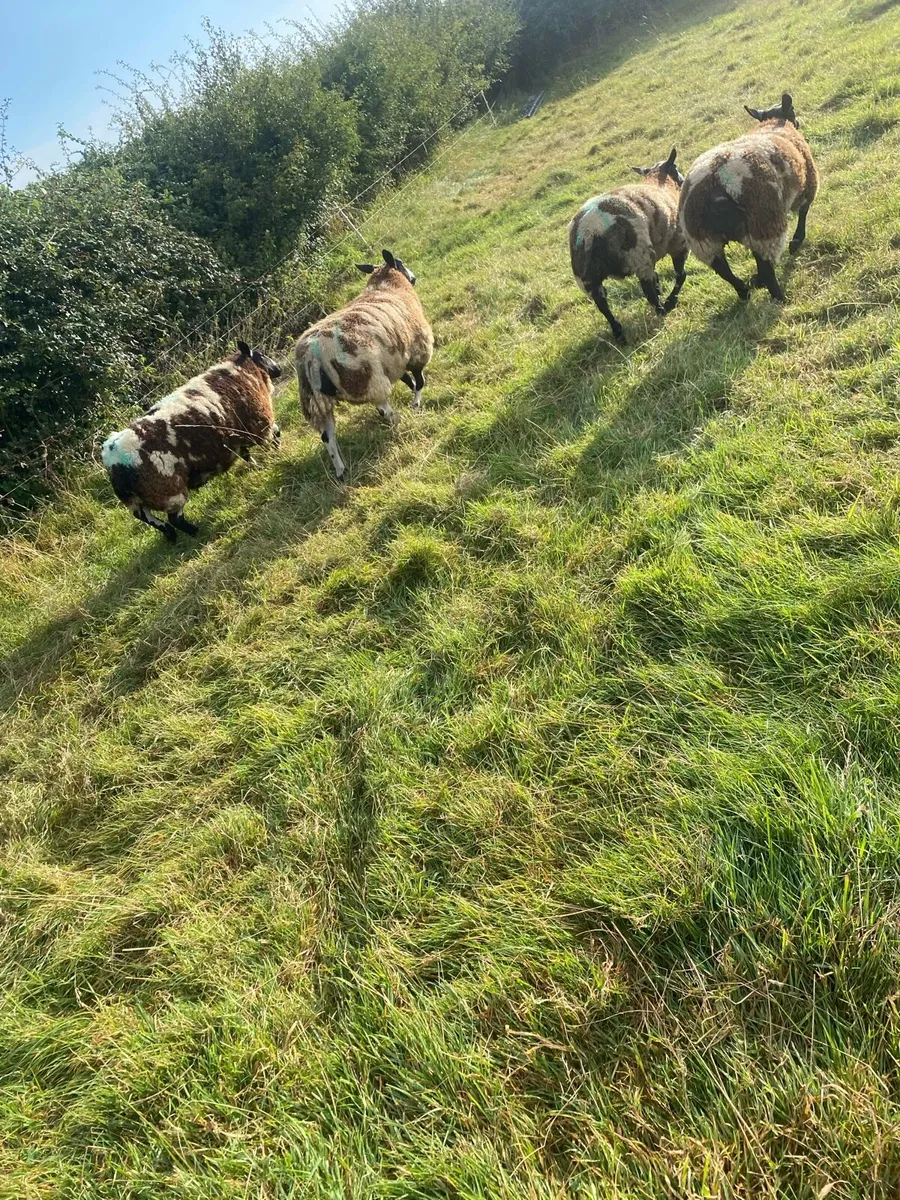 Dutch spotted ewe lambs - Image 1