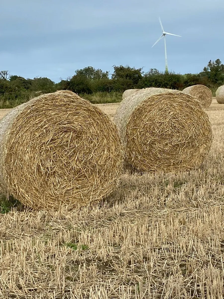 4 x 4 winter wheat straw - Image 1