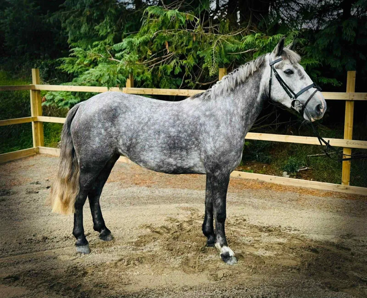 Stunning 14.2hh pony - Image 1