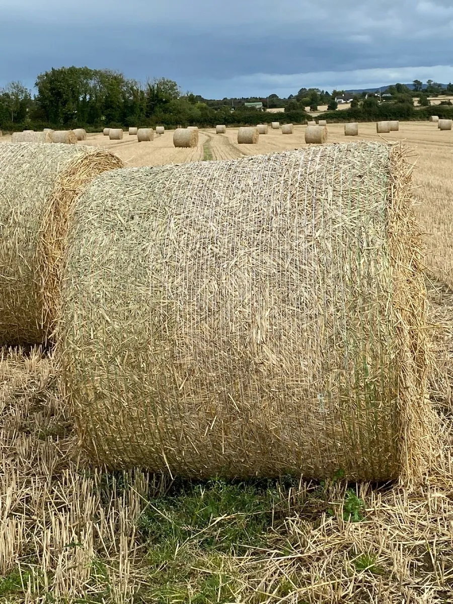 4 x 4 winter wheat straw - Image 2