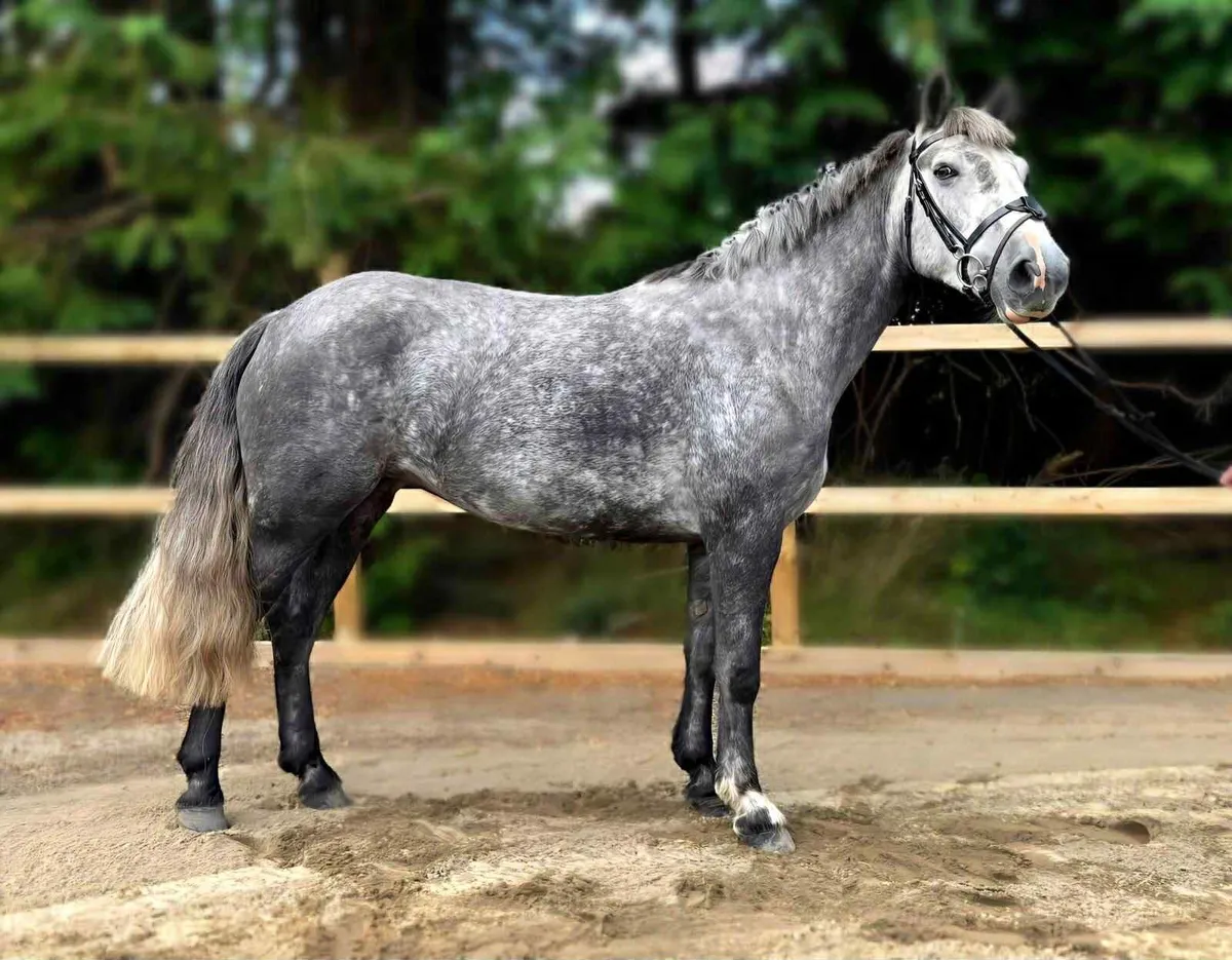 Stunning 14.2hh pony - Image 2