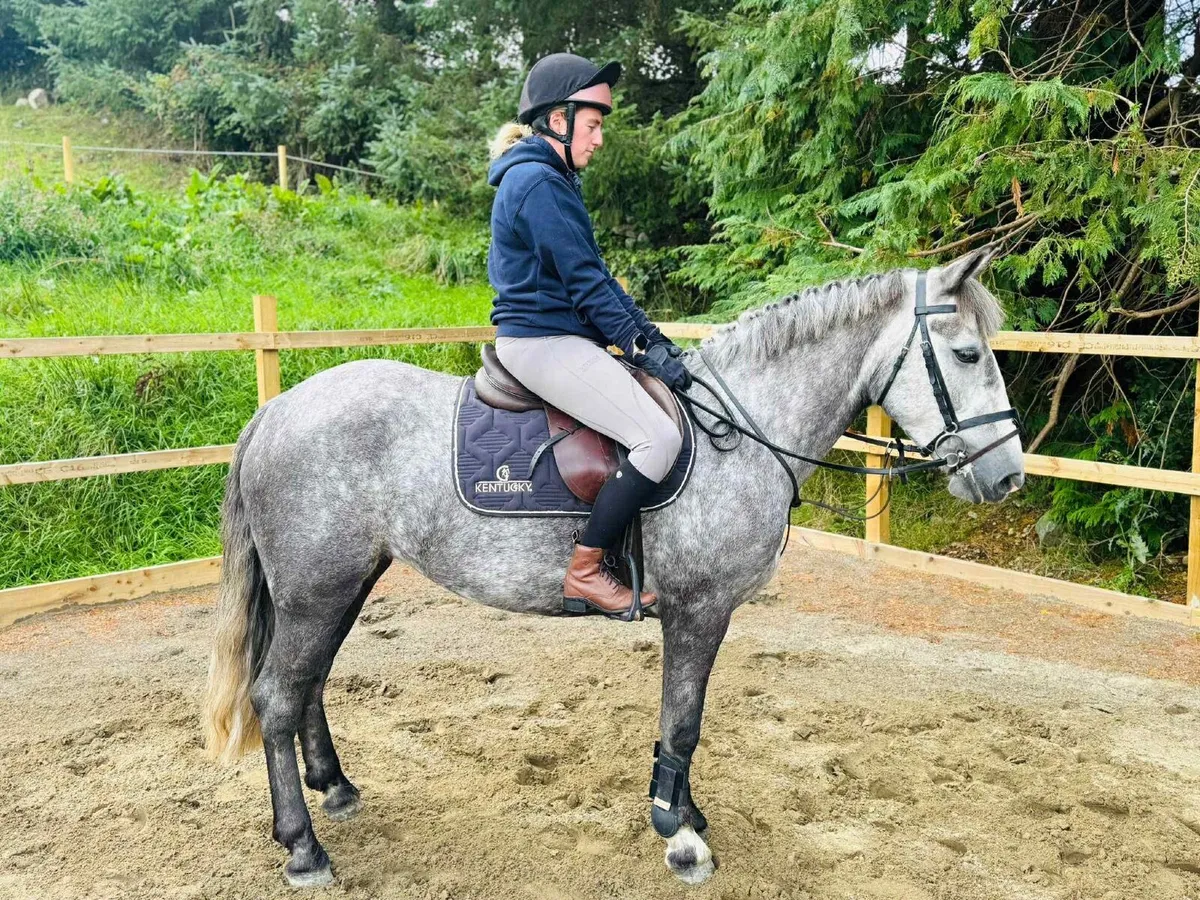 Stunning 14.2hh pony - Image 3