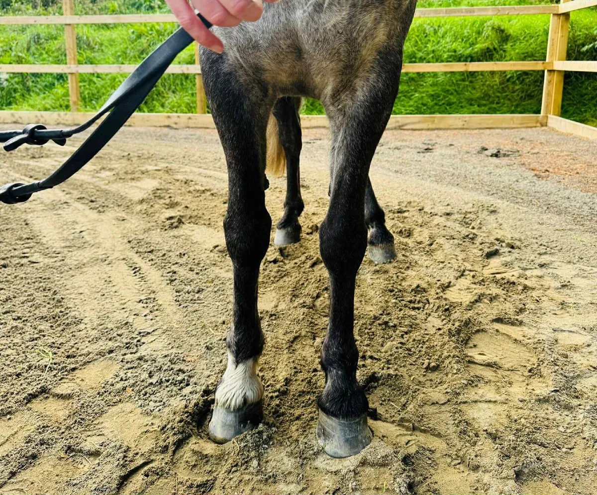 Stunning 14.2hh pony - Image 4