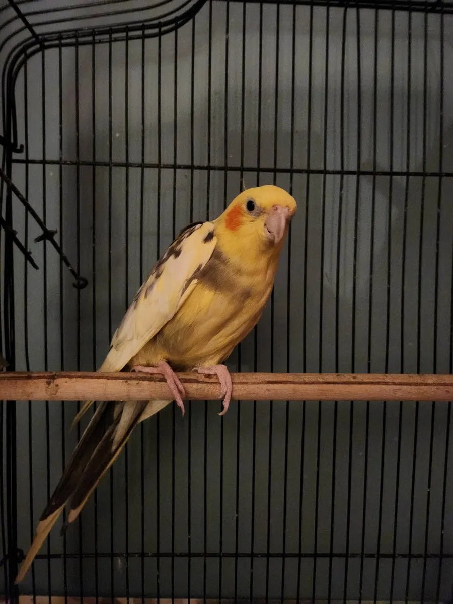 Parrot cockatiel