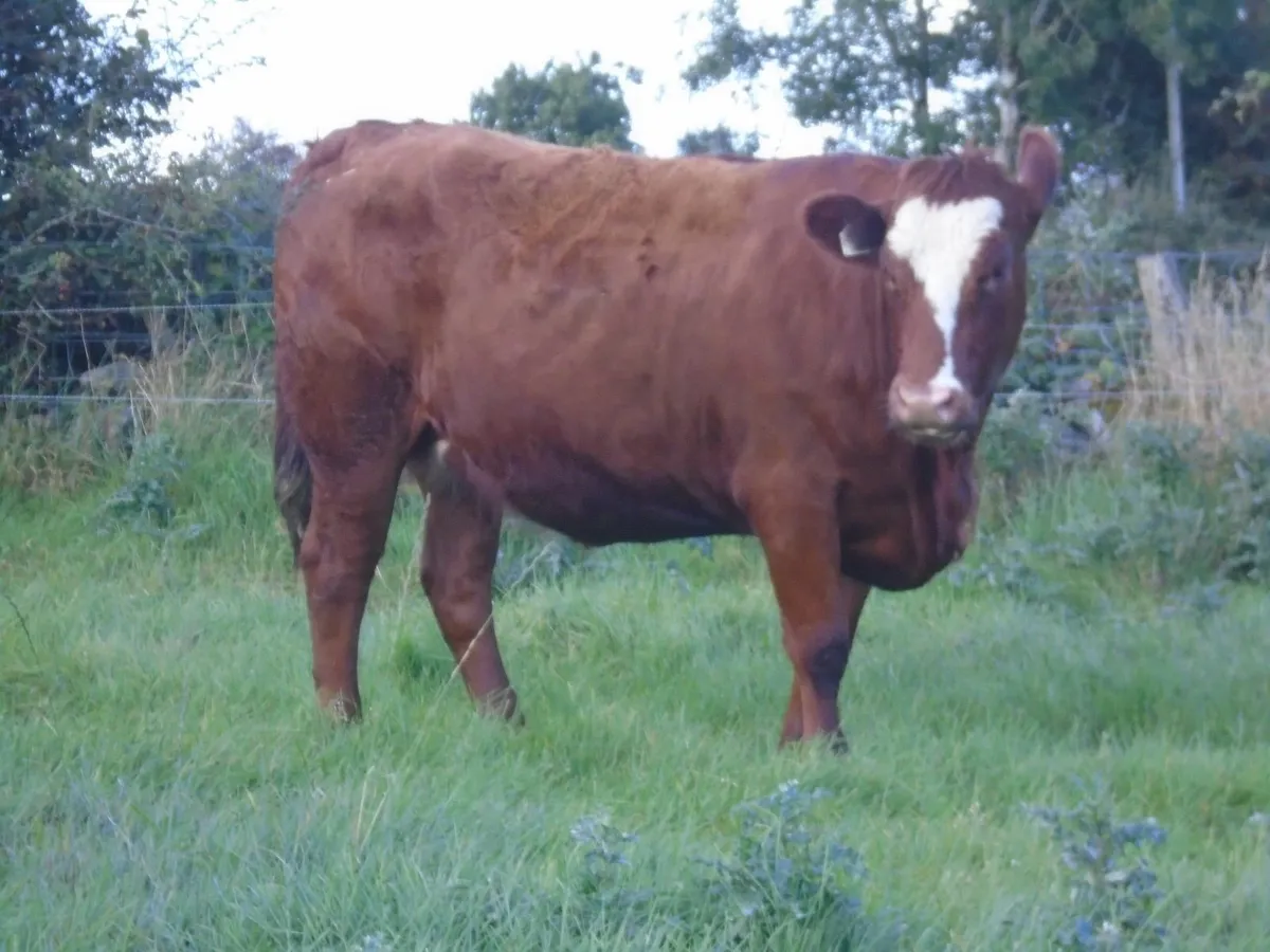 In calf heifers - Image 4