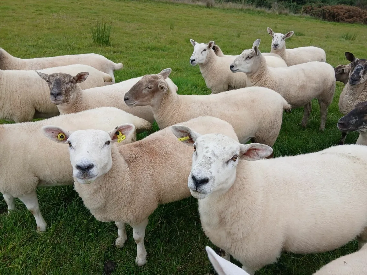 Sheep - Image 4