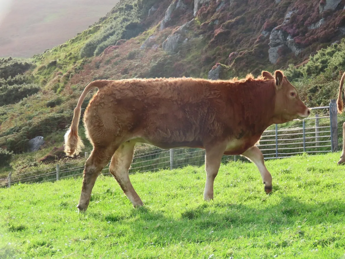 Weanling Heifer - Image 1