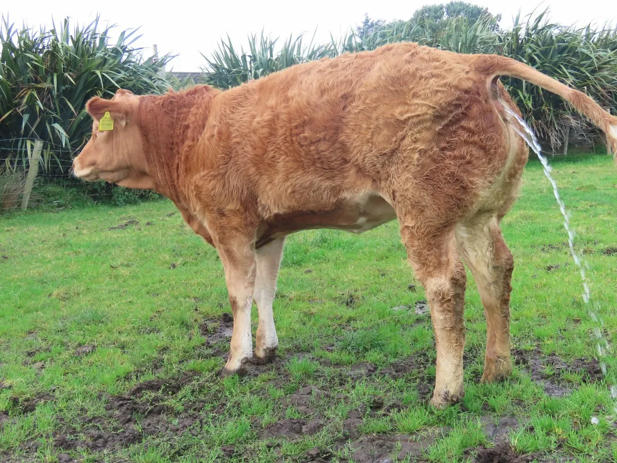 Weanling Heifer - Image 2