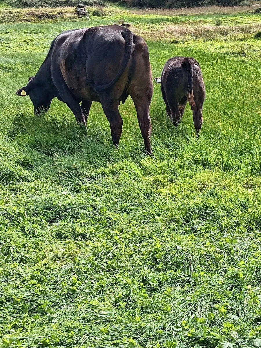 Limousine, 4*, first calver, with her Bull Calf - Image 3