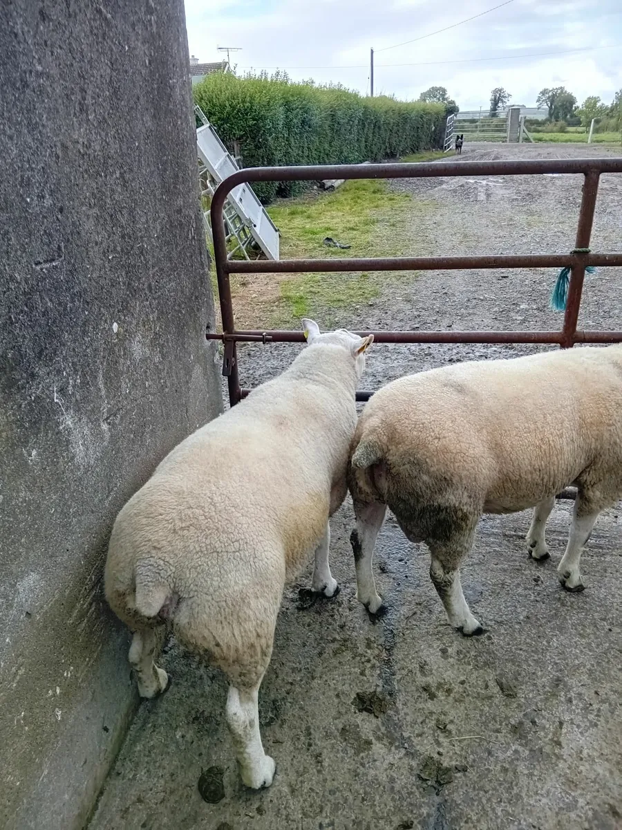 Hogget rams - Image 1
