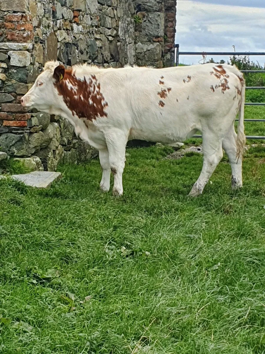 AI Heifers for Maam Cross Tomorrow - Image 1