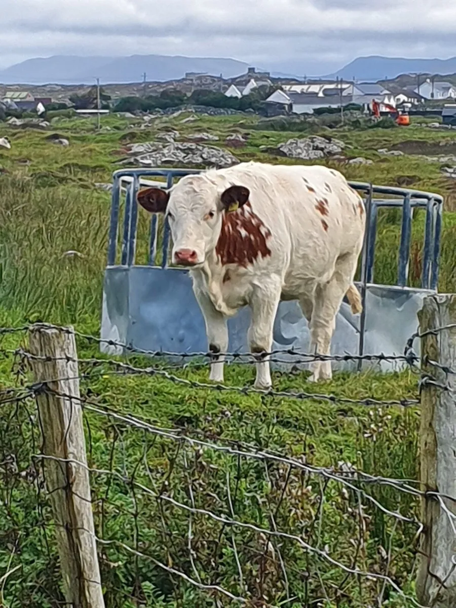 AI Heifers for Maam Cross Tomorrow - Image 2