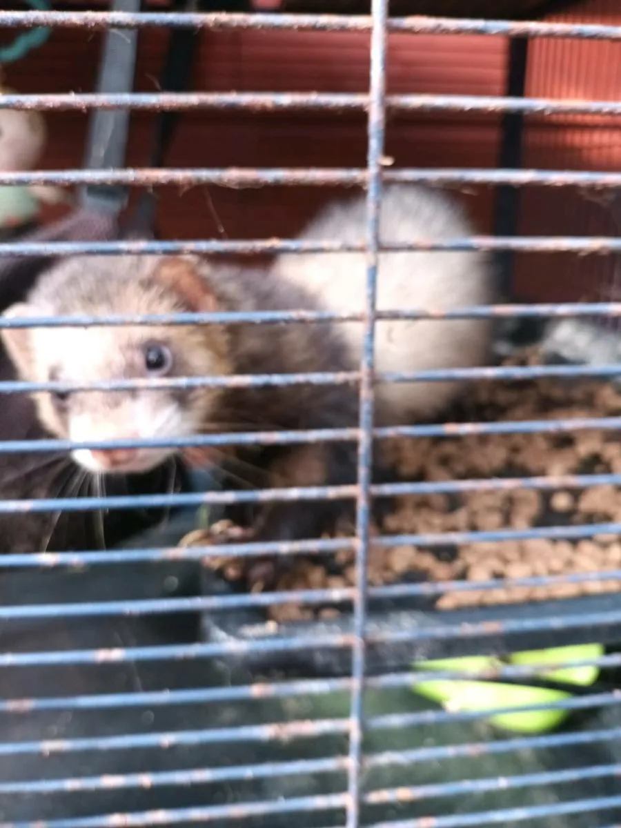 Pet and Cages - Image 4