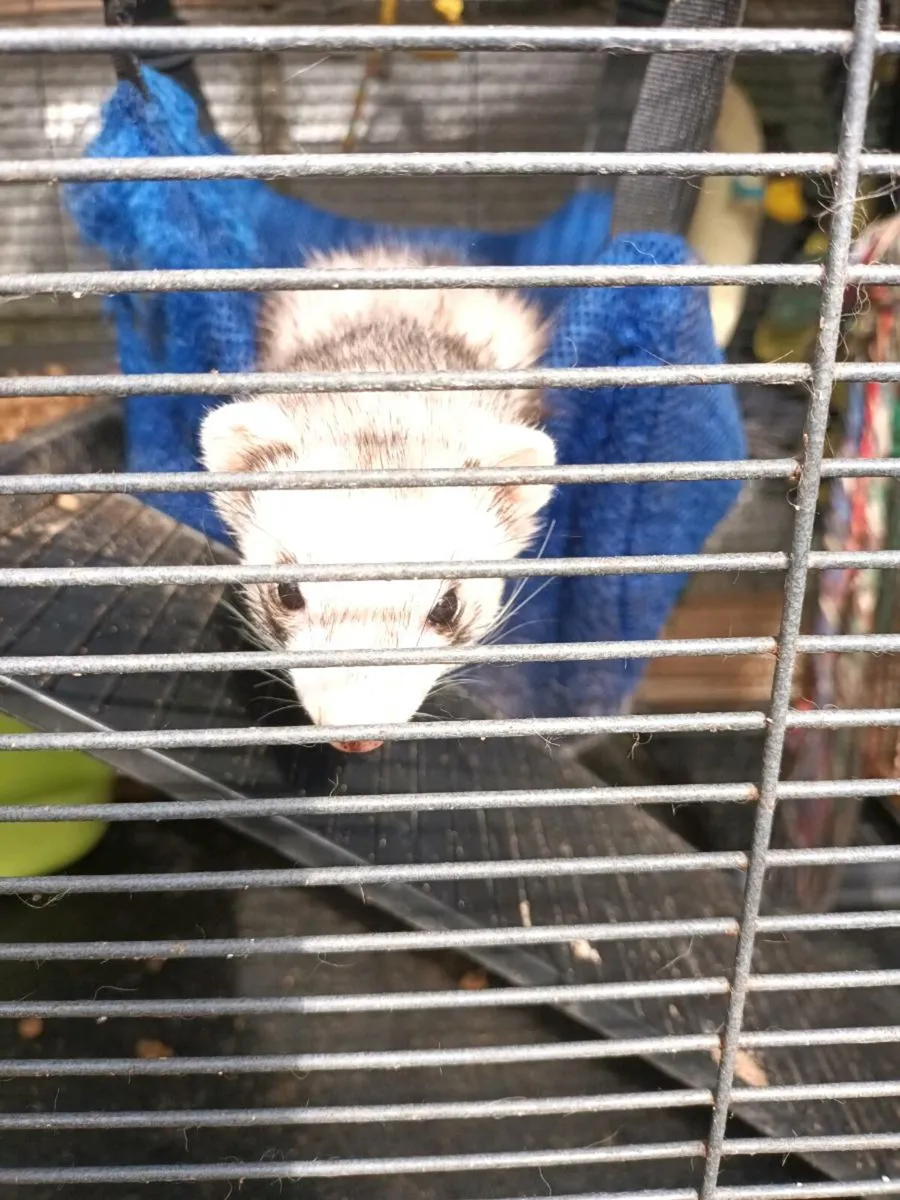 Pet and Cages - Image 1