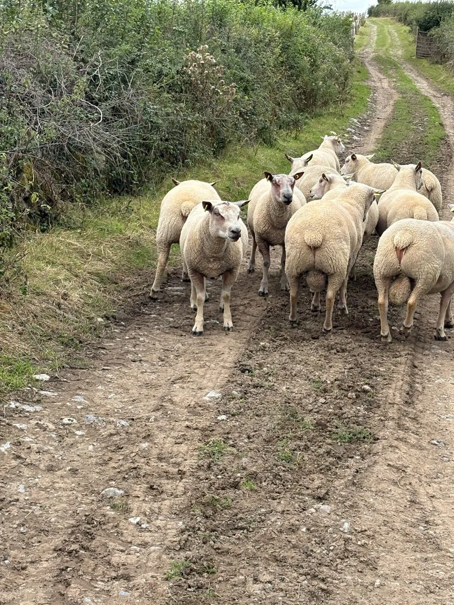 Charollais Hogget rams - Image 1