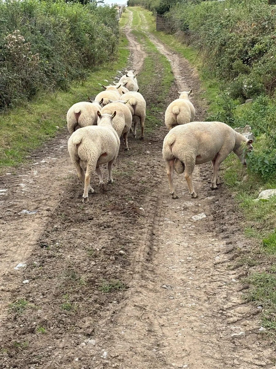 Charollais Hogget rams - Image 2