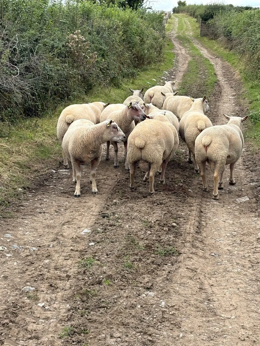 Charollais Hogget rams - Image 3