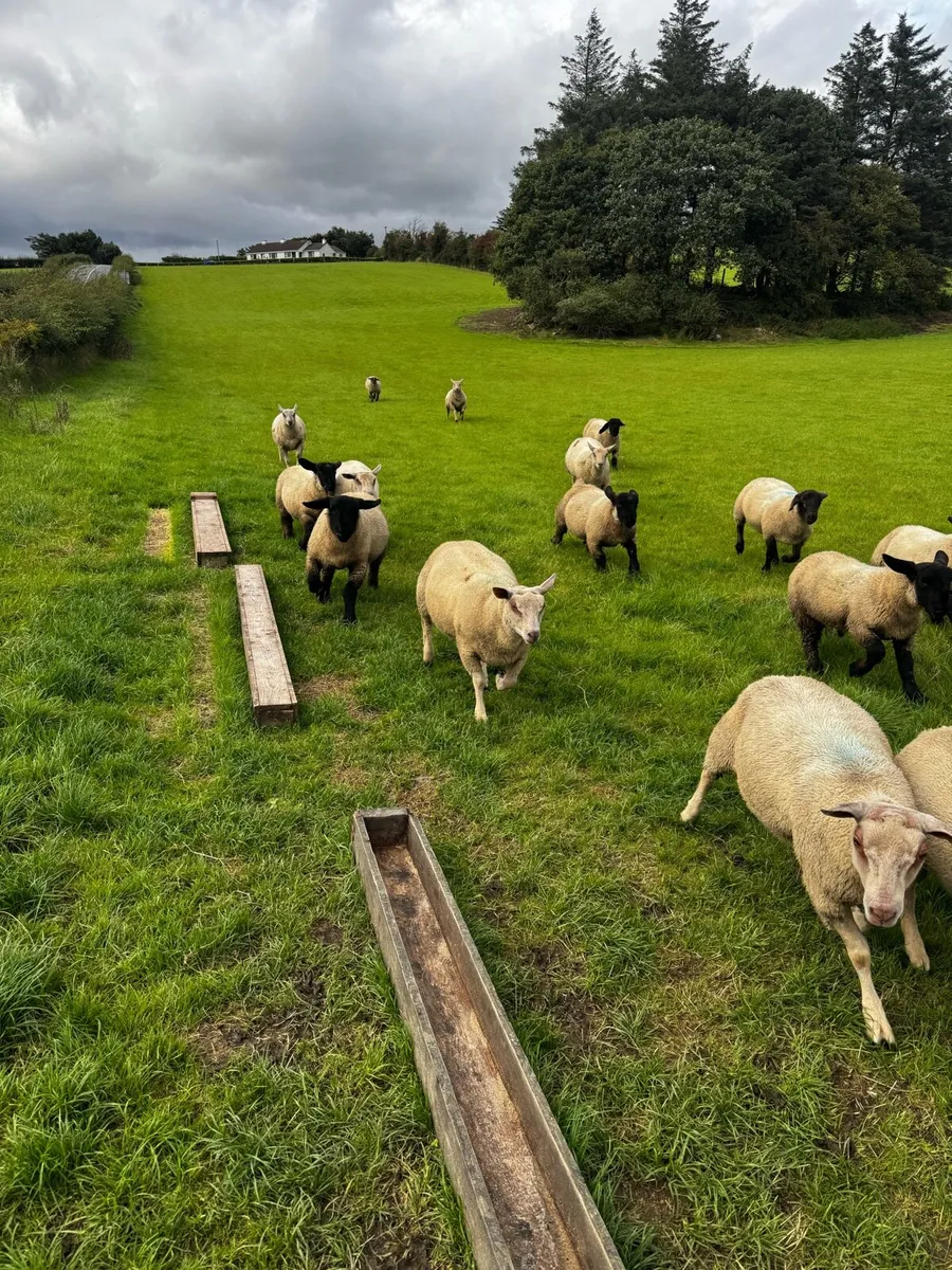 Ram lambs - Image 1