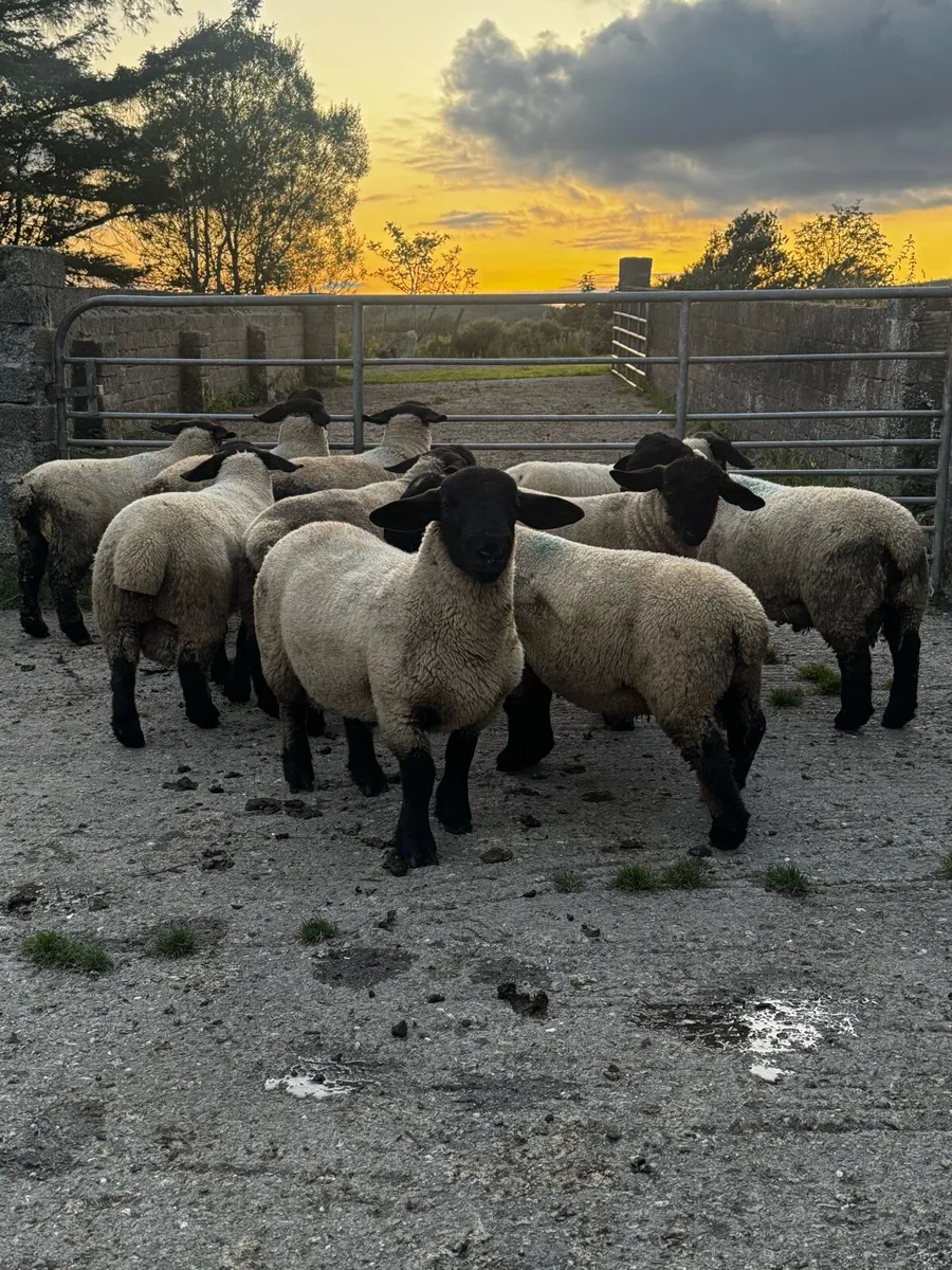 Ram lambs - Image 2