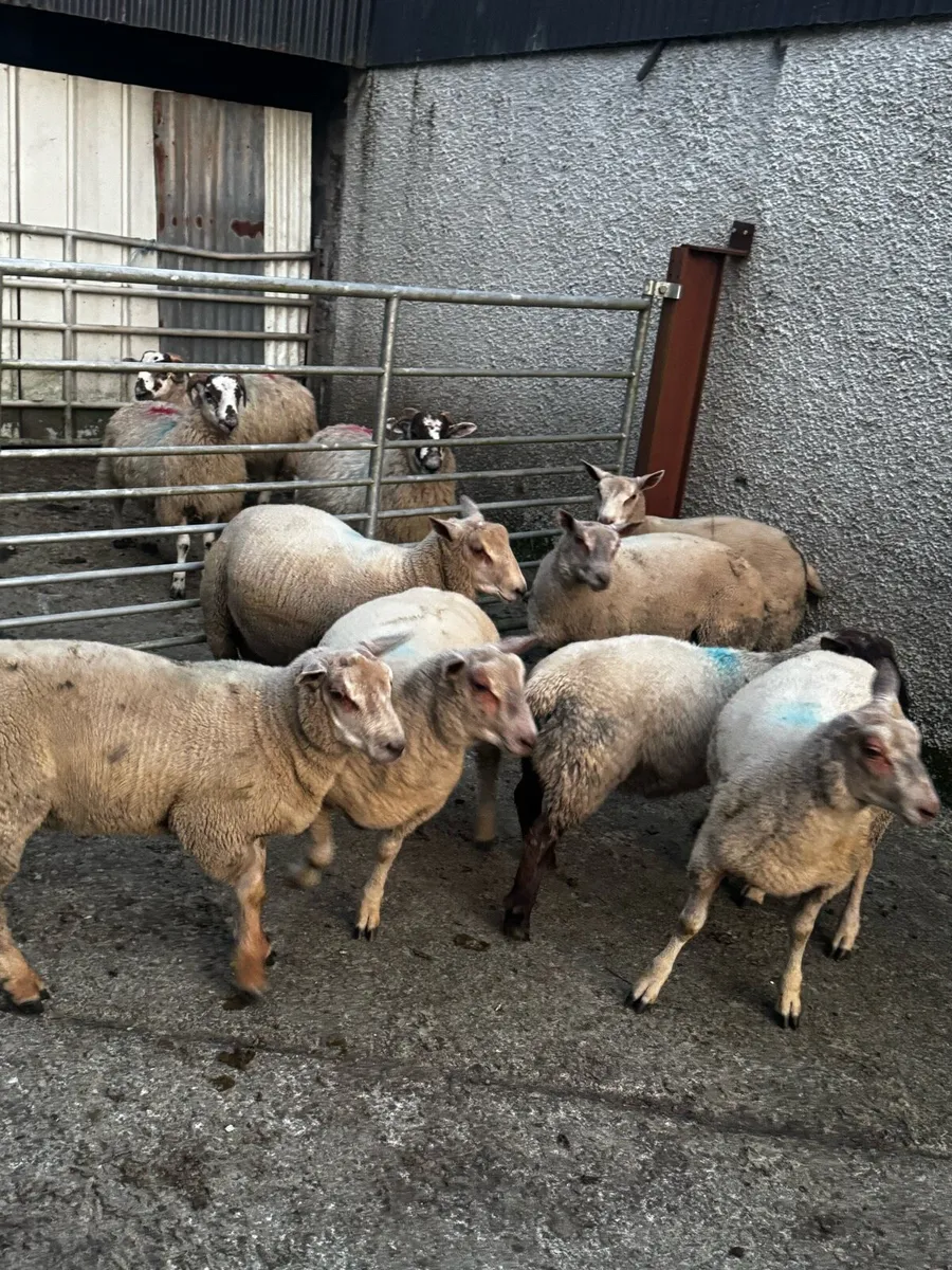 Ram lambs - Image 3