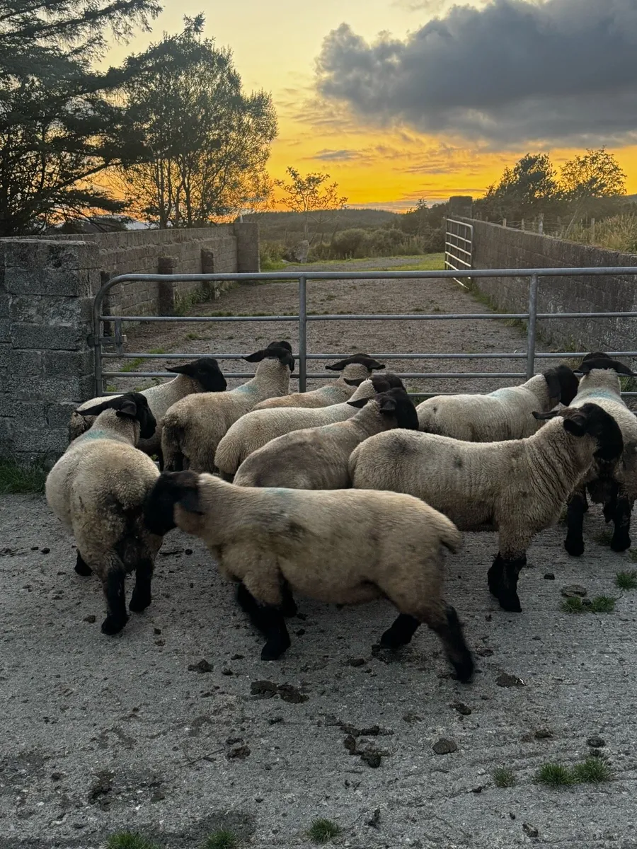 Ram lambs - Image 4