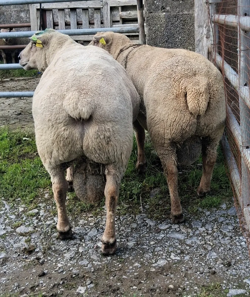Vendeen rams - Image 2
