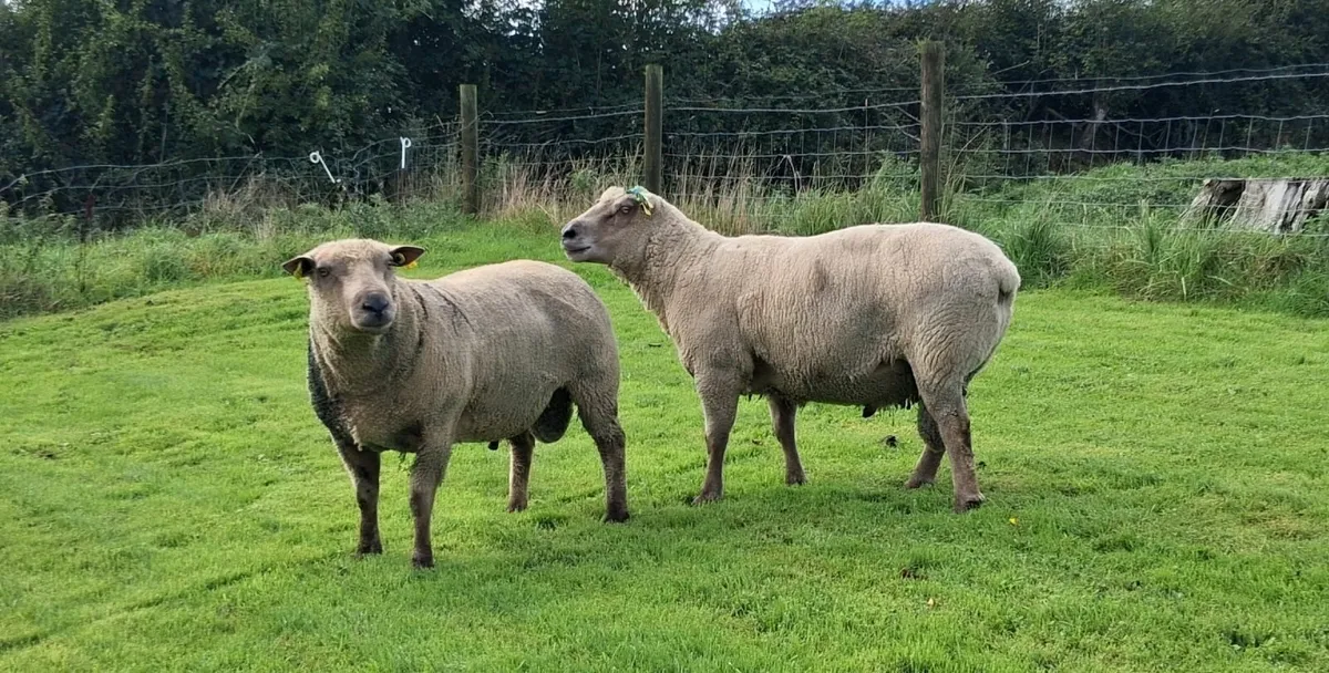 Vendeen rams - Image 1