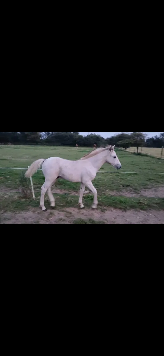 Connemara colt foal - Image 1