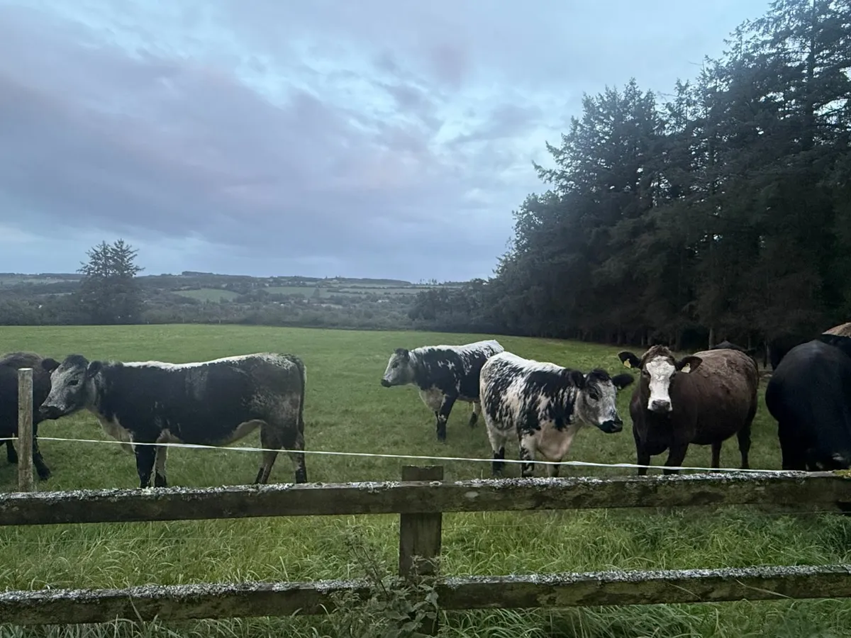 18 AAX Bullocks & Heifers - Image 1