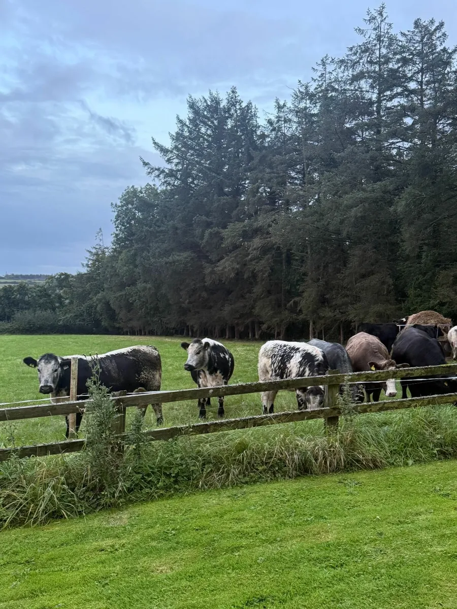 18 AAX Bullocks & Heifers - Image 2