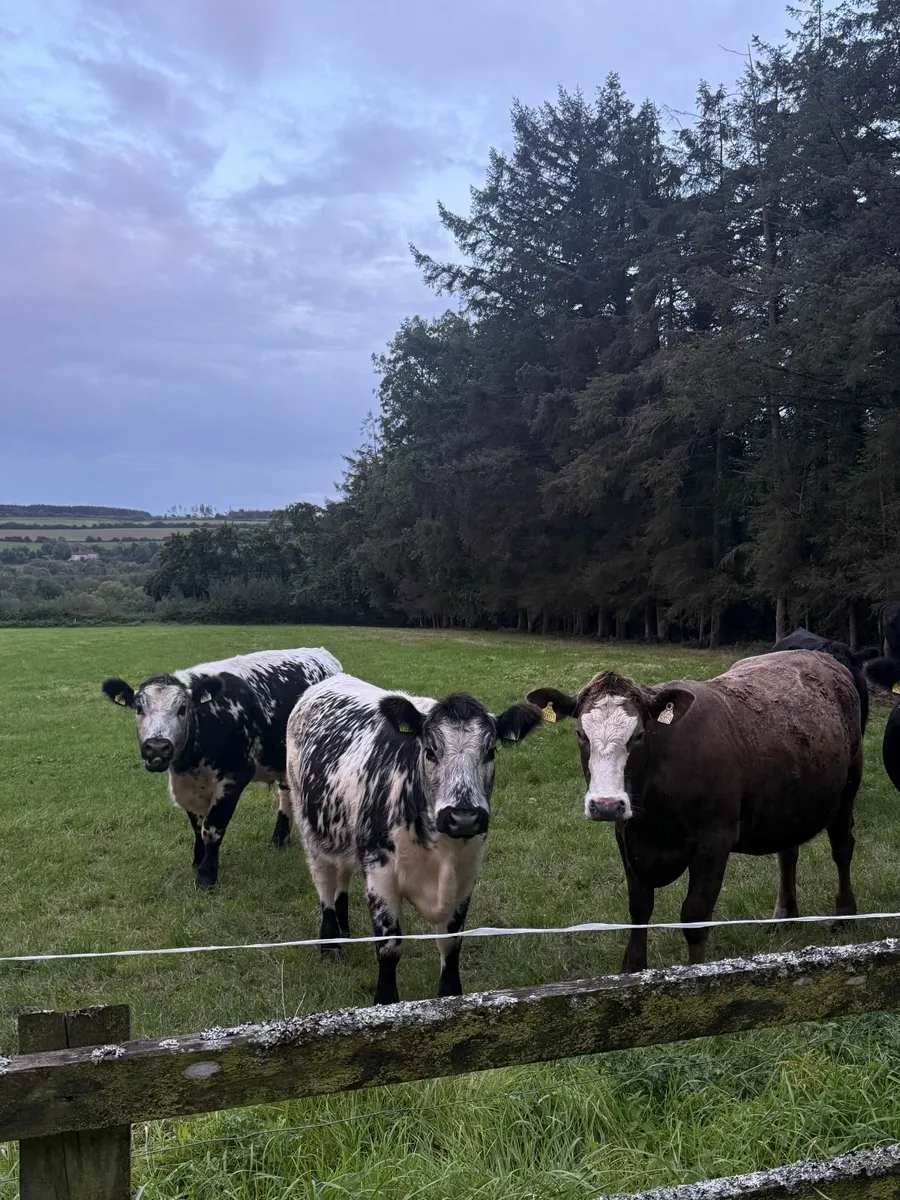 18 AAX Bullocks & Heifers - Image 3