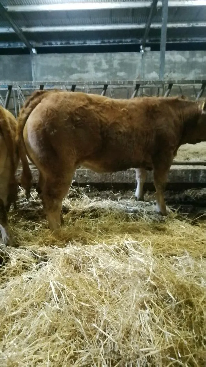 Limousin heifer - Image 1