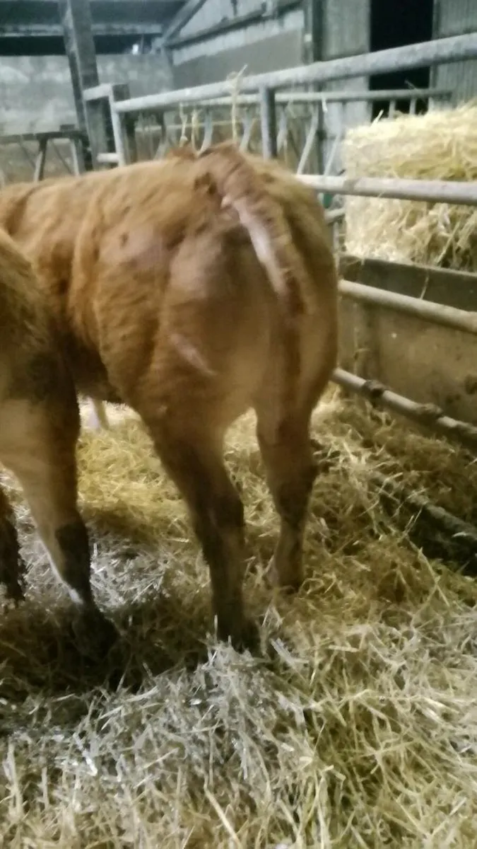 Limousin heifer - Image 2
