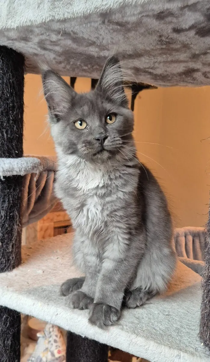 Maine coon kitten gccf - Image 2